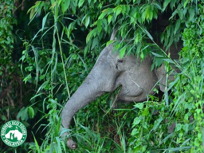Borneo pgymy elephant, Sukau (16)